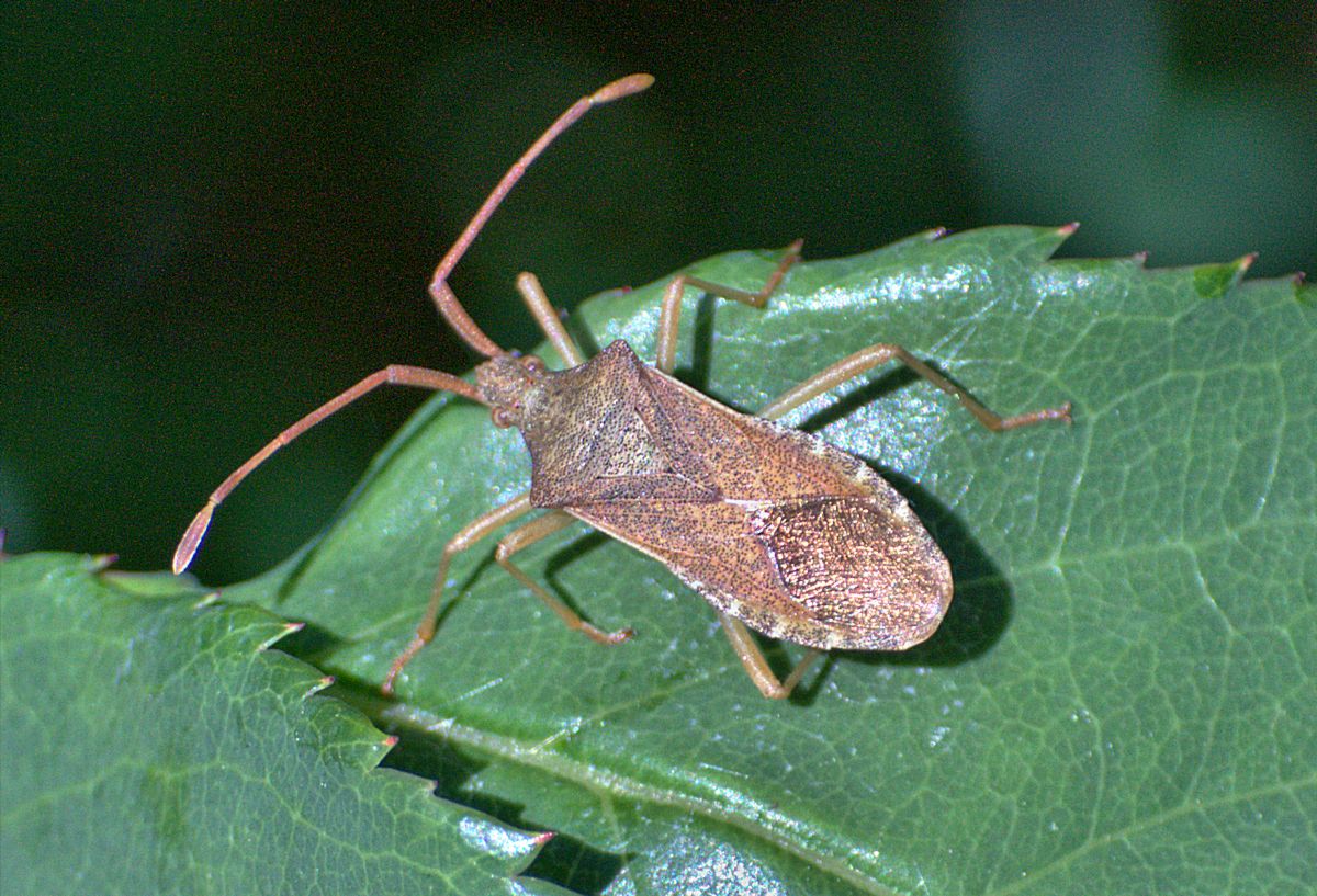 Coreus marginatus? No, Gonocerus acuteangulatus